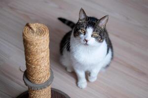 Tabby and white cat sitting on a wooden floor, squinting near a scratching post, creating a personal pet moment. photo