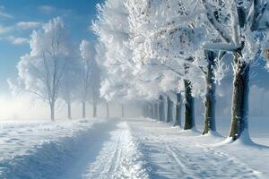 Snowy path lined with trees in a field covered in snow photo