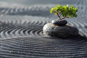 A small tree sitting on a rock photo