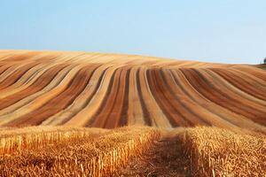 Path through wheat field leading to lone tree photo