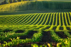 A tractor in the center of a field photo