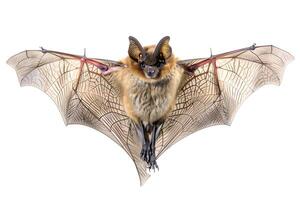 Bat flying with extended wings and long tail photo