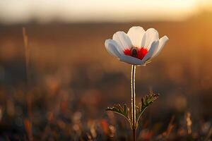 White flower with red center in field photo