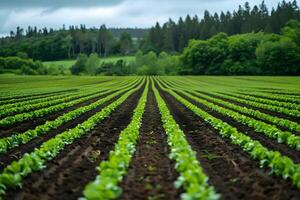 A close up of a field of lettuce with trees in the background photo