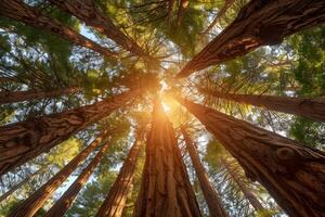 Sunlight filtering through tall trees in a dense forest photo