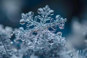 A close up of a snowflake on a plant with a blue background photo