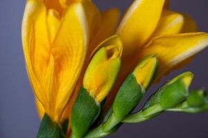 Close up of playful yellow freesias. A gray surface is blurred in the background photo