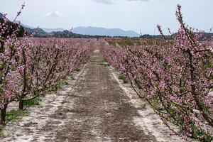 Straight dirt path leading through an orchard of blooming almond trees, mountains in the distance under a cloudy sky. photo