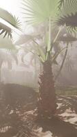 A palm tree in the middle of a foggy forest video