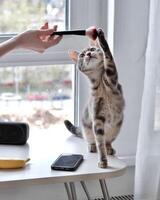 A cat is sitting on the kitchen table and reaching for a brush for applying blush, soft focus, against the background of a panoramic window photo