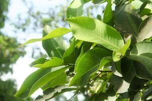 Background of green leaves from water guava trees illuminated by the morning sun photo