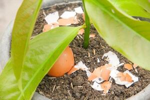 Egg shells and plants, the benefits of calcium from egg shells are good for plant fertility photo