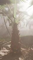 A palm tree in the middle of a foggy forest video