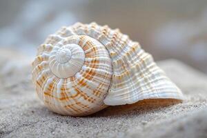 A shell on the sand with a shell on it photo
