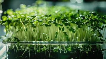 growing microgreens at home photo