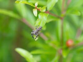 A familiar jumping spider sitting on a green leaf. photo