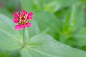 A single flowerhead on a green background with space for copy. photo