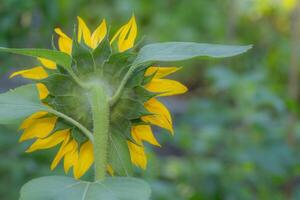 Closeup of a sunflower with copy space on the right side. photo