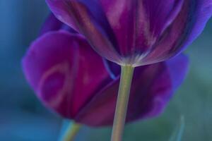 Abstract image of purple tulips photo