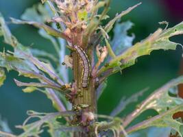 Insect pest causing damage in a vegetable garden. photo