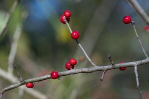 Bright red berries on a deciduous tree photo