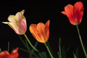 Yellow, orange, and red tulips seem to glow in the sunlight. photo