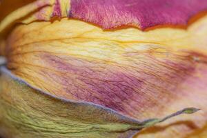 Detail of the texture and color of a dry blossom. photo