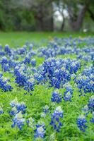 Bluebonnets blooming in a field in springtime. photo