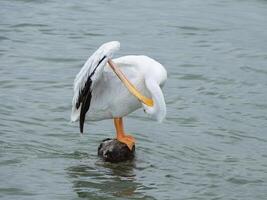 A preening pelican in Galveston Bay balancing on a tiny rock in the water. photo