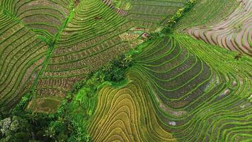 arroz Campos dentro Indonésia a partir de uma Alto altitude video