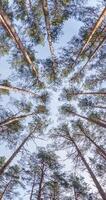 loop vertical spinning and torsion and looking up into pinery forest. Trees growing in sky video