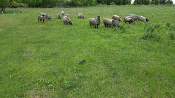 Aerial view of a flock of sheep grazing in a lush green field. The captures the sheep from above, showing their movement and the expansive, natural surroundings. video