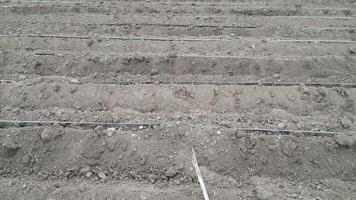 Drone showing a large, tilled field with drip irrigation lines laid out, promoting efficient and uniform crop hydration video
