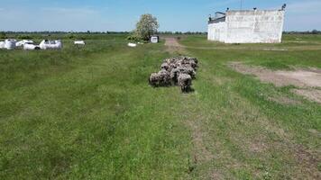 får betning i en fält med en vit byggnad. en pittoresk scen av får betning i en gräs- fält med en vit byggnad i de bakgrund. video