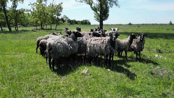 Flock of sheep with thick wool coats graze in a lush green field under a clear blue sky. Trees line the background, providing a picturesque rural scene. video