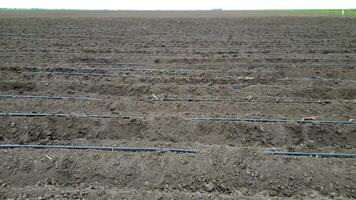 High-angle view from a drone of a field with drip irrigation setup, emphasizing water conservation and efficient crop watering video