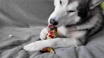 Husky dog with a soft gaze, holds a colorful toy in its paws, laying on a gray backdrop. The image exudes calmness and affection. video