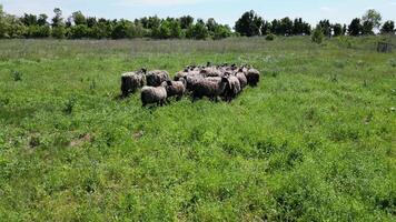 A flock of sheep with thick wool coats graze in a lush green field under a clear blue sky. Trees line the background, providing a picturesque rural scene video