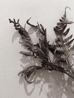 Leaves of plants on a wall background, neutral light, black-and-white close-up photo