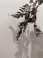 Leaves of plants on a wall background, neutral light, black-and-white close-up photo