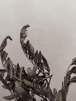 Leaves of plants on a wall background, neutral light, black-and-white close-up photo