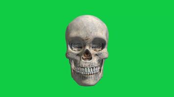 3d human skull rotating loop animation on green screen background video