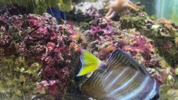 Exploring the Colorful Marine Life Underwater Adventure in the Sea video