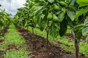 Avocados on trees in the orchard photo