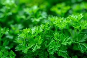 Closeup of lush green parsley foliage covered in raindrops photo