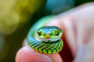 Snake with a green and yellow stripe on its head photo