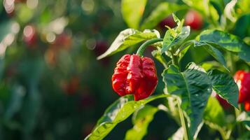 A red carolina reaper pepper plant with green leaves in the background photo