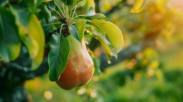 A pear hanging from a tree with leaves photo