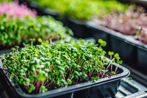 A close up of a tray of sprouts in a greenhouse photo