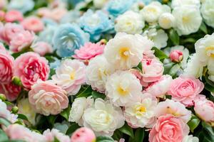 Close up of pink and white camellia flowers photo